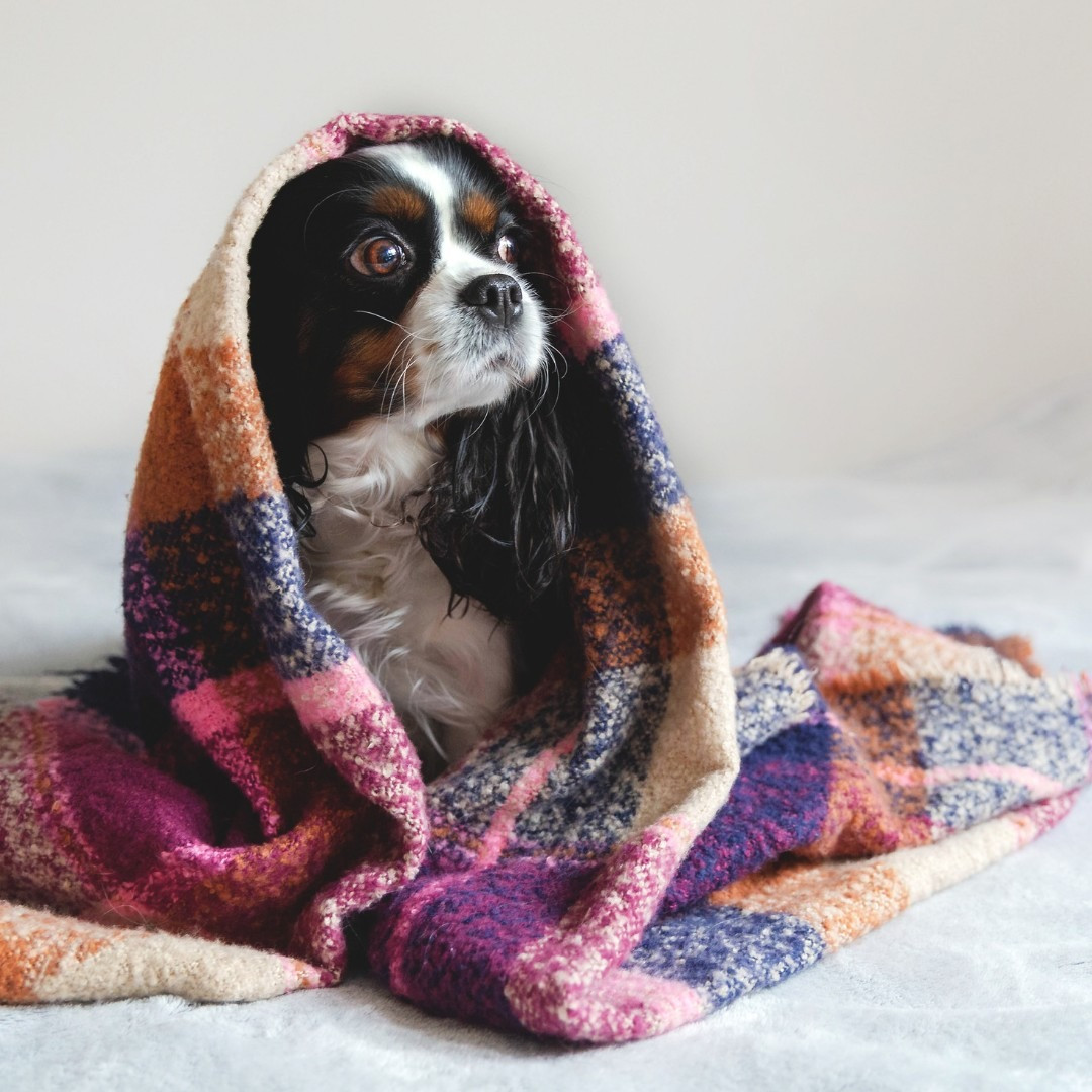 Одеяла за малки кученца
