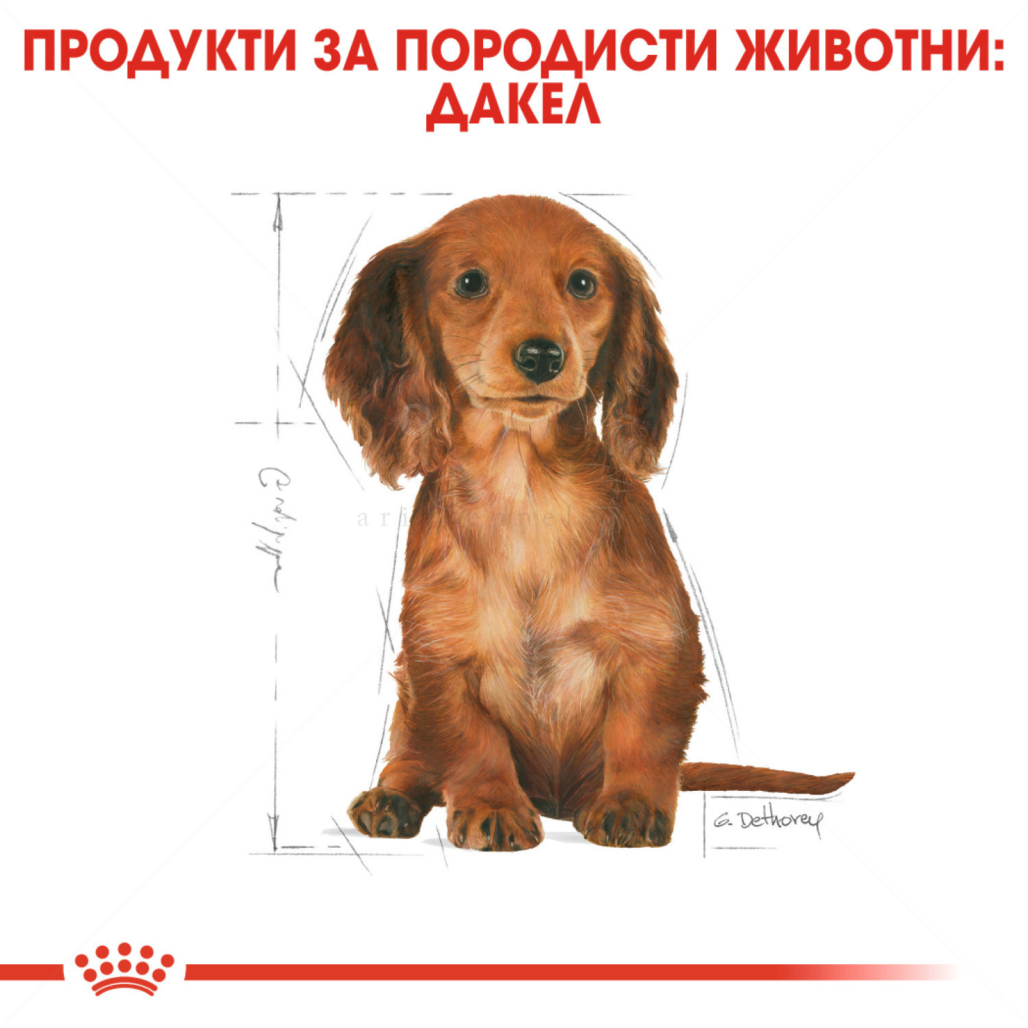 ROYAL CANIN Puppy Dachshund - 1.500 кг