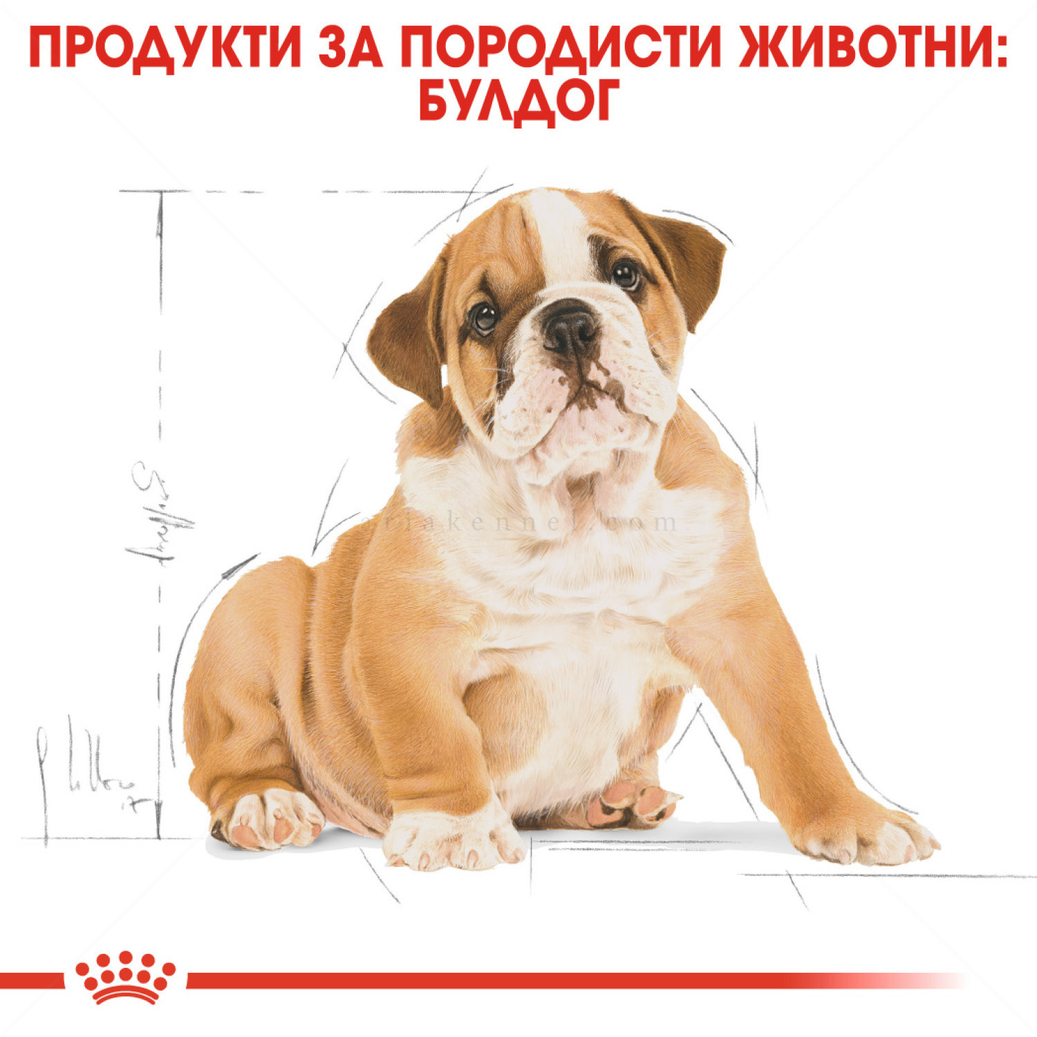ROYAL CANIN Puppy Bulldog - 3 кг