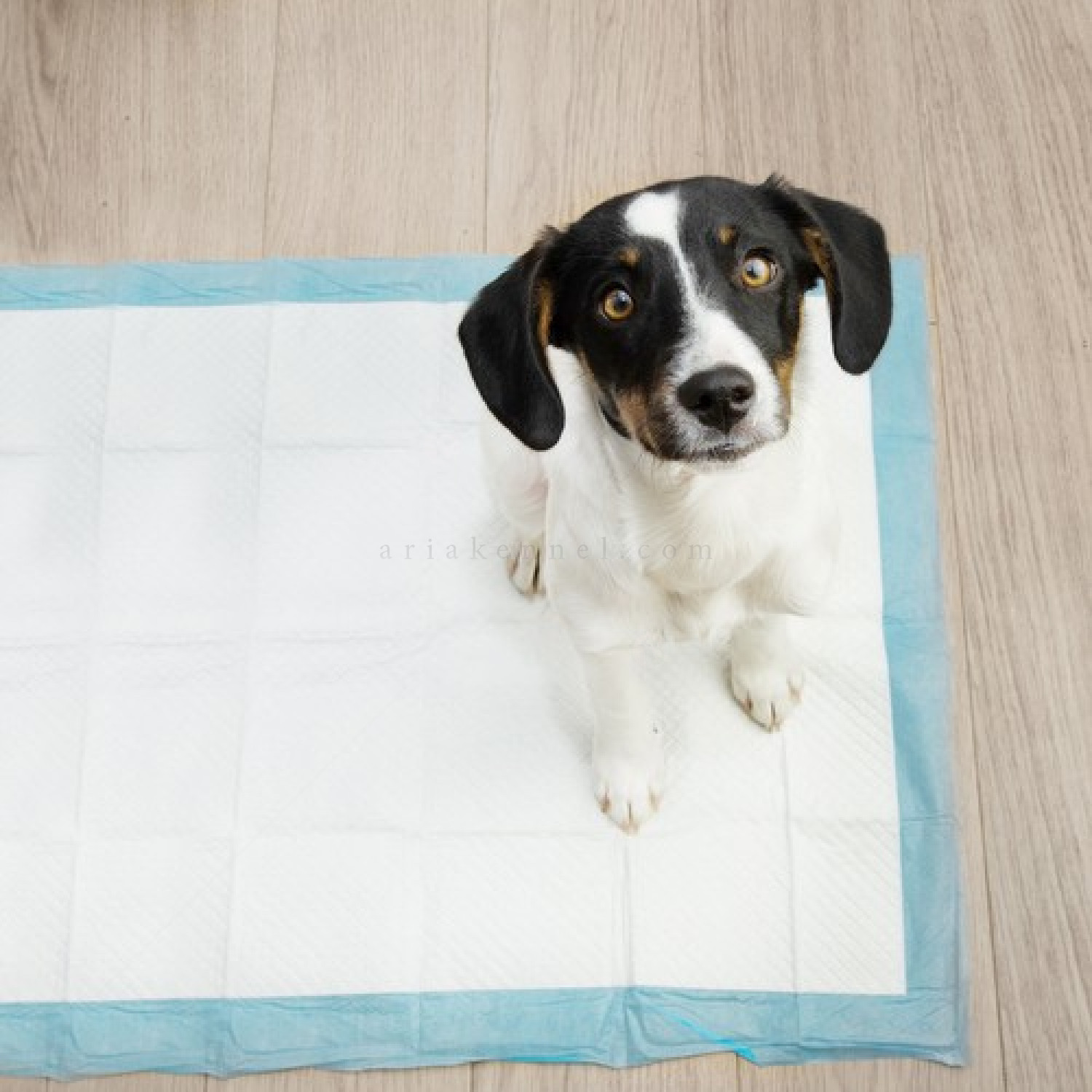 Хигиенни подложки/Пелени за кучета, размер XL, PURLOV