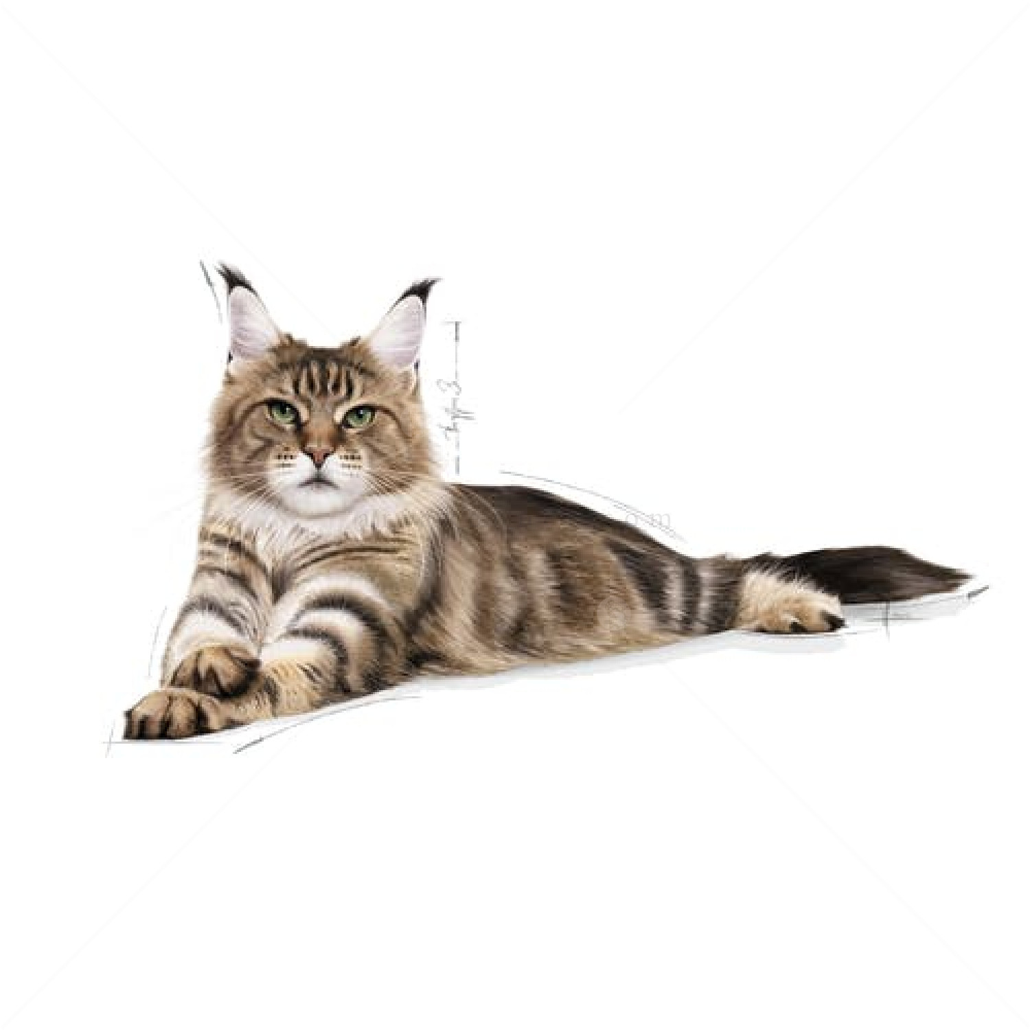 ROYAL CANIN 4 кг.  Maine Coon