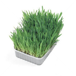 FLAMINGO Cat Grass Seed 100 гр. Котешка трева
