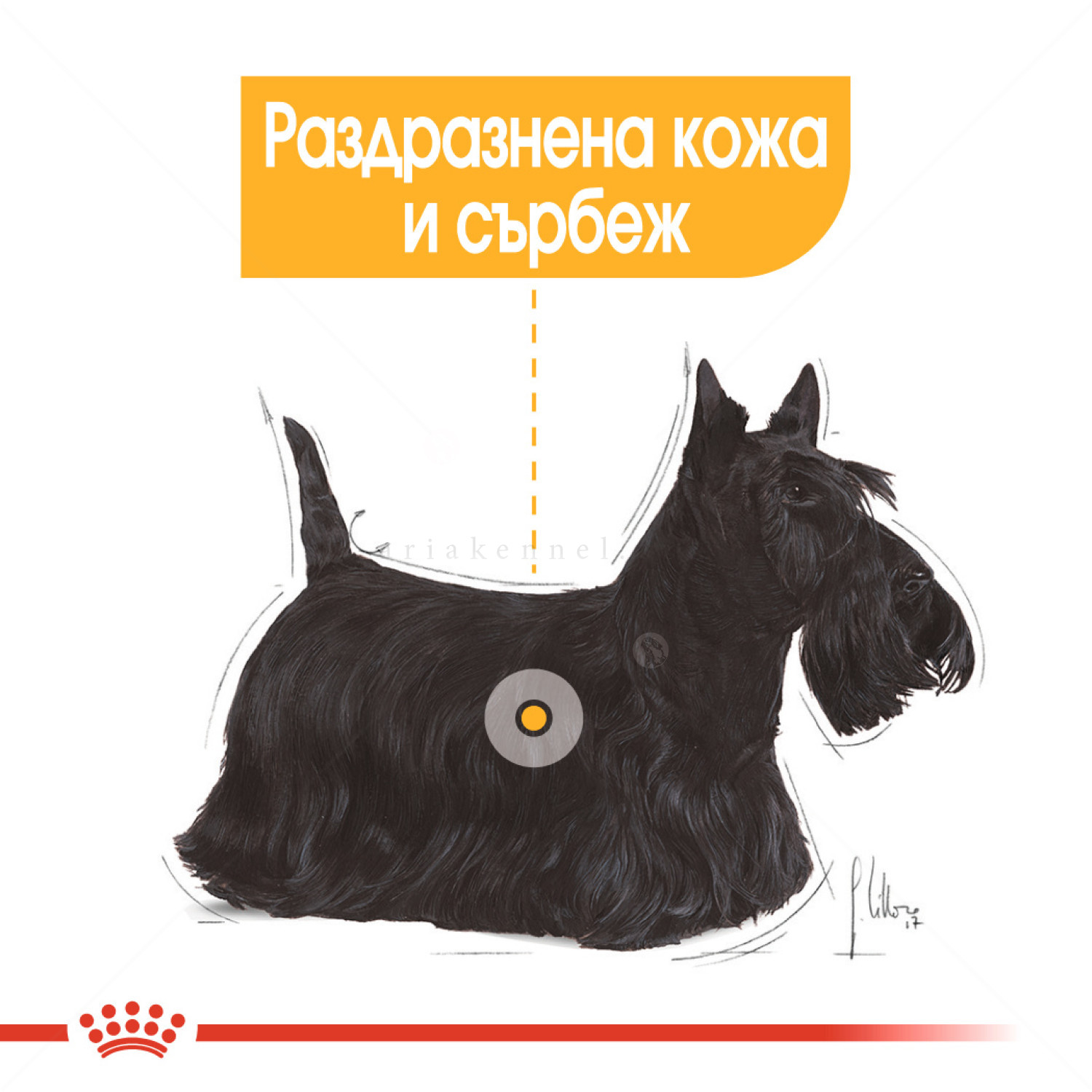 ROYAL CANIN Mini Dermacomfort - 3 кг